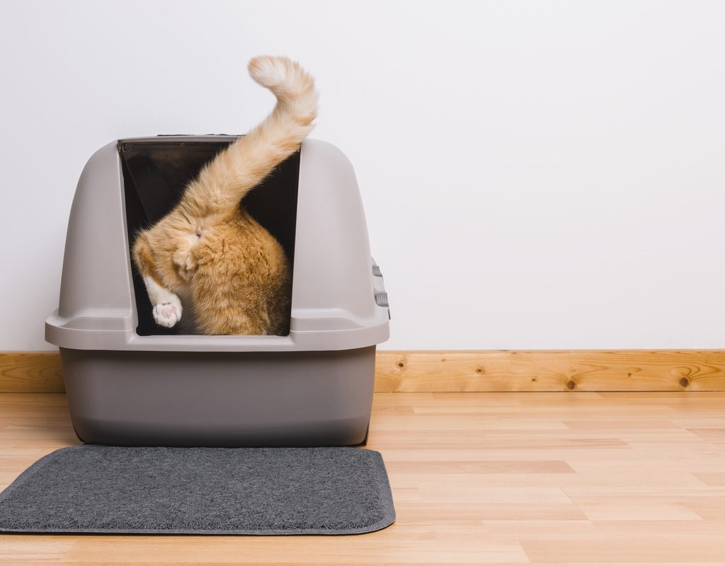 Cat climbing into an enclosed litter box