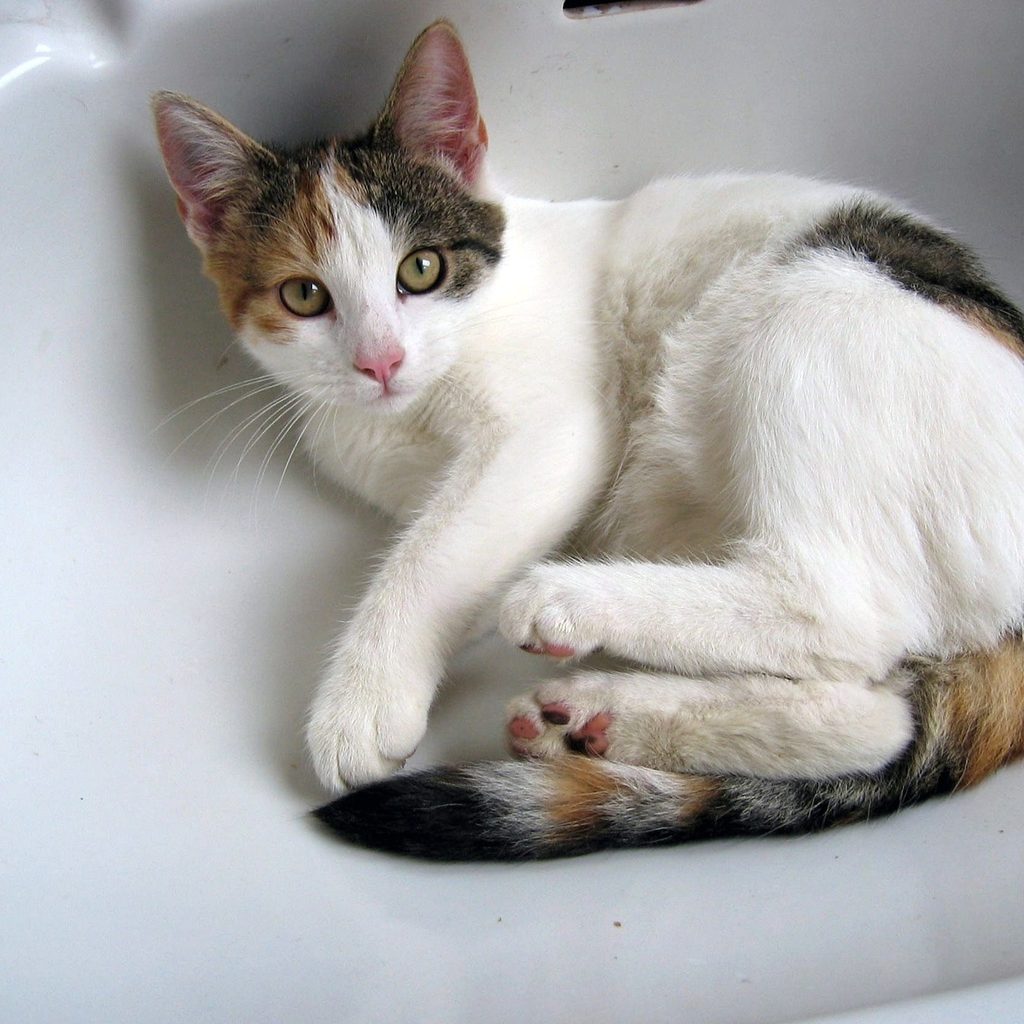 Cat curled up in a bathroom sink