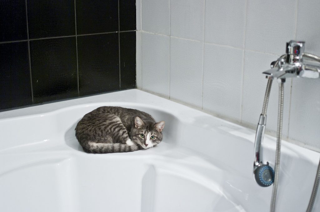 Cat curled up in a bathtub