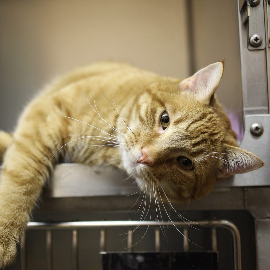 Orange cat lying in a metal kennel