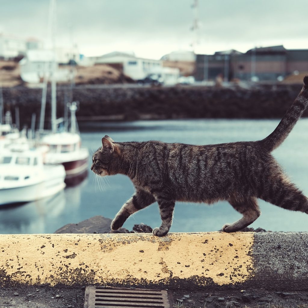 Cat walking on a railing in front of a bay of water