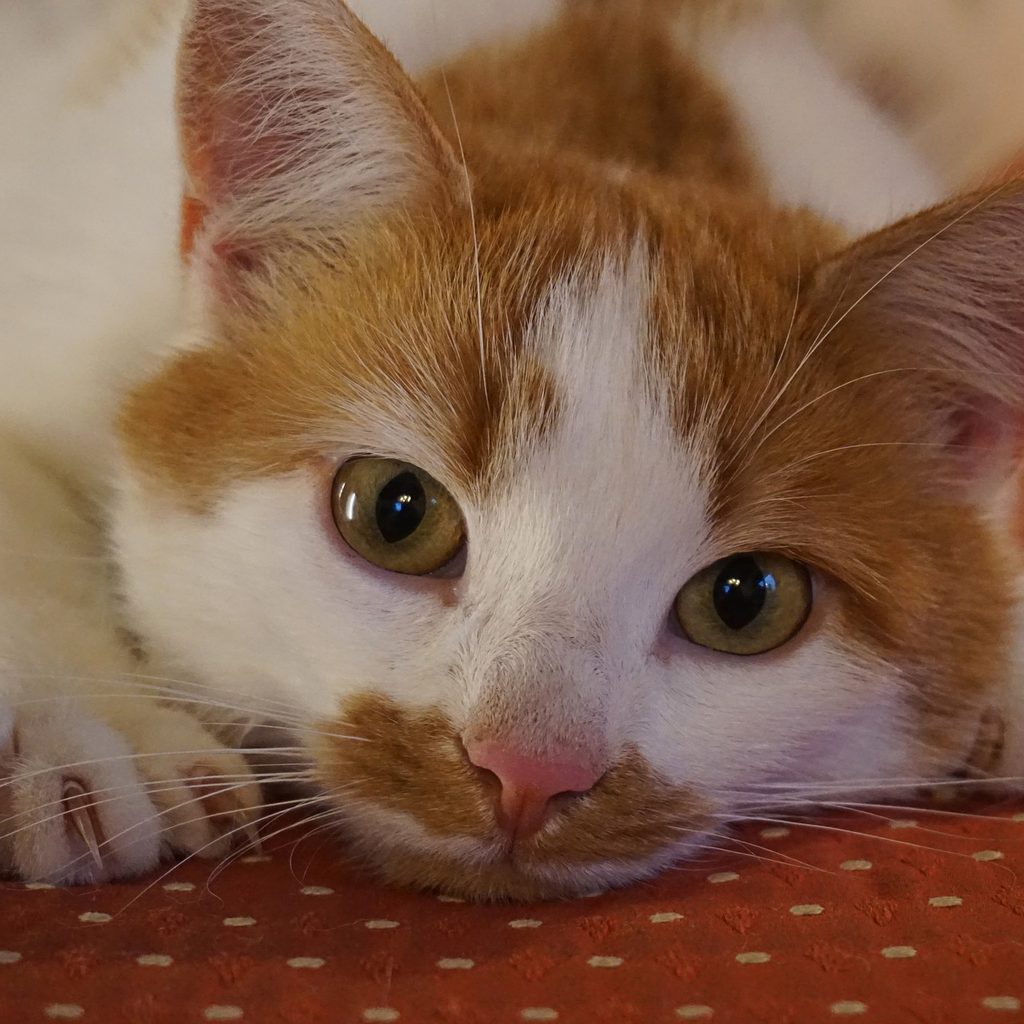 Orange and white cat stretching its paw and showing its claws