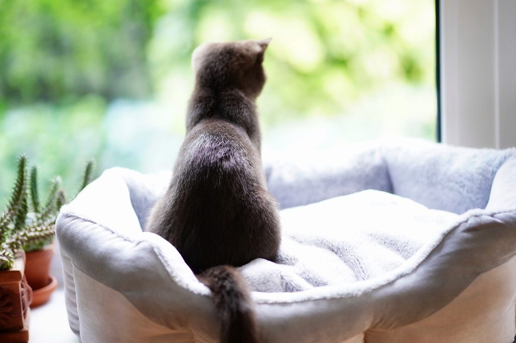 Cat sitting in a cat bed looking out a window