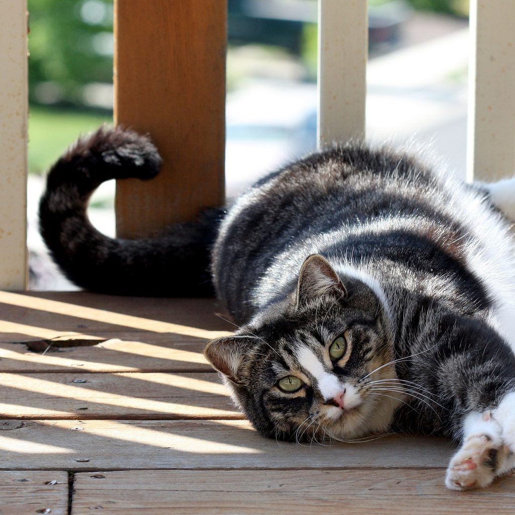 A cat stretching out on a deck and exposing its claws