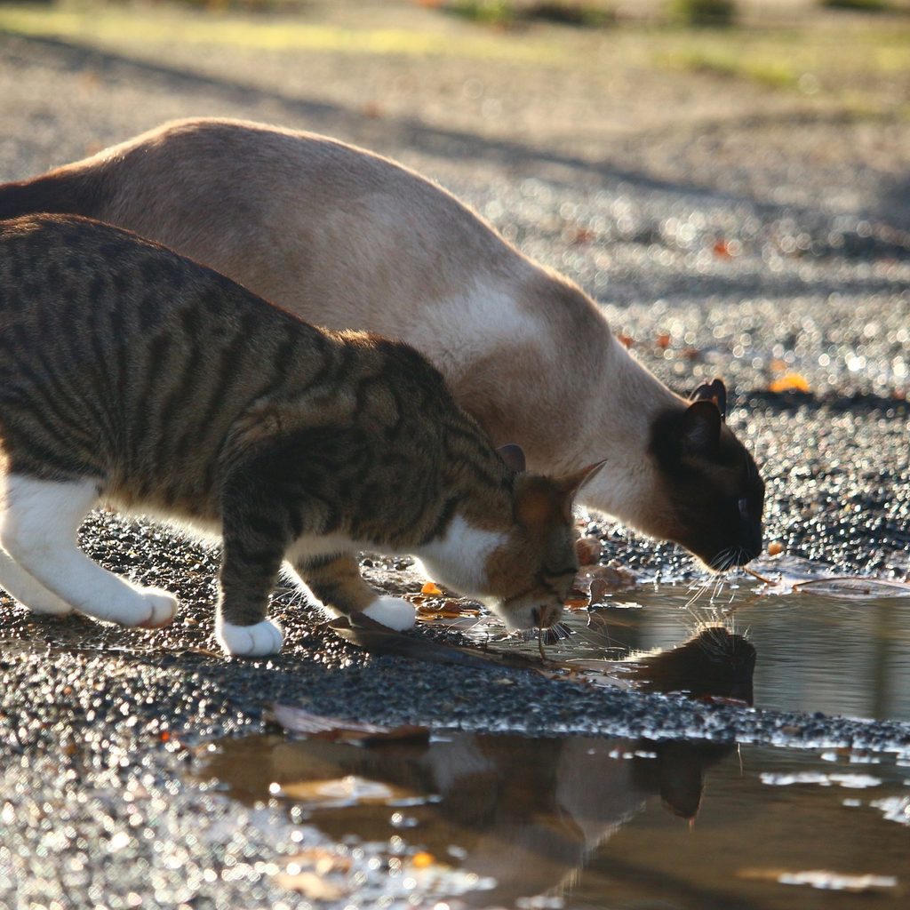 Two cats drinking out of a puddle