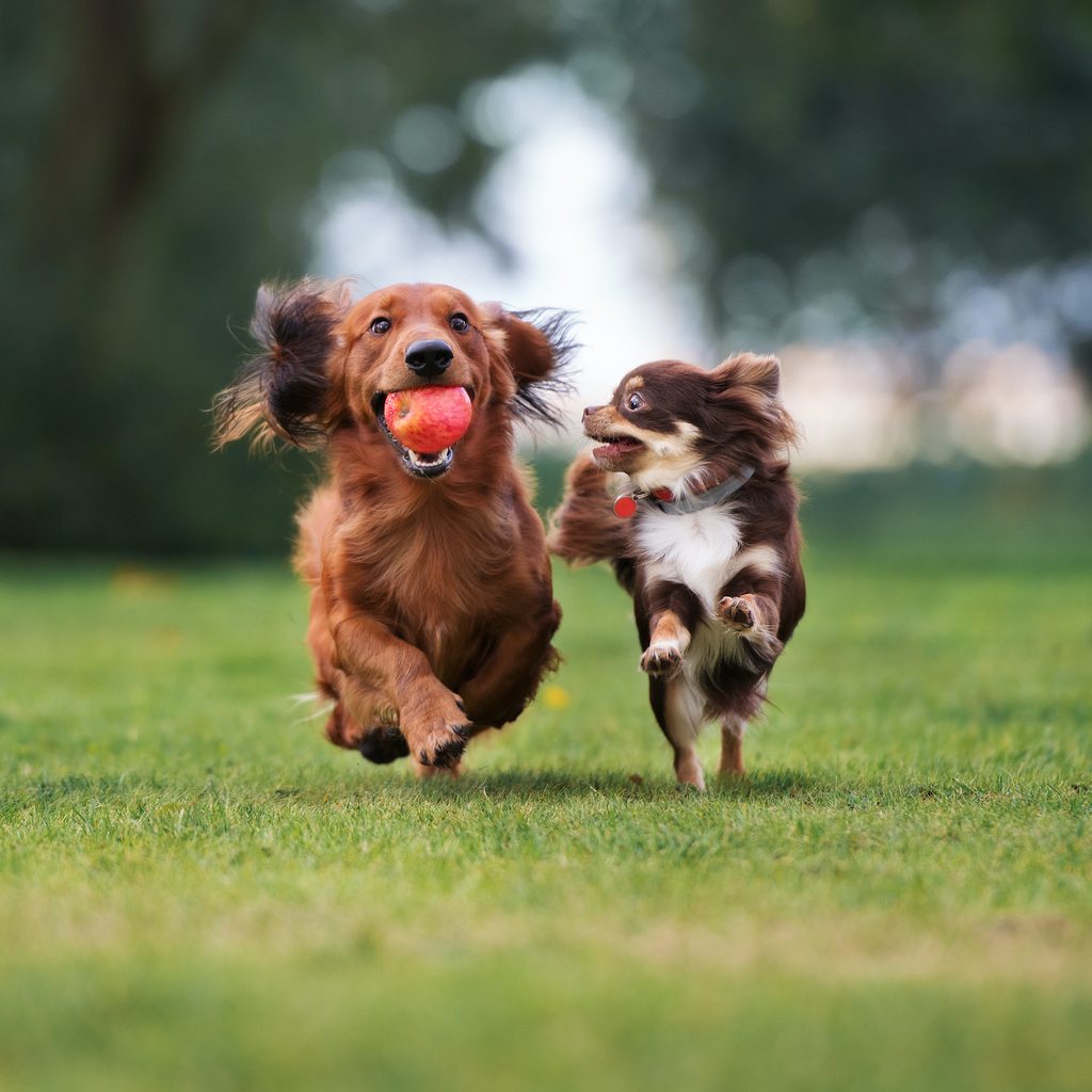 A Chihuahua runs alongside a dachshund carrying an apple in their mouth