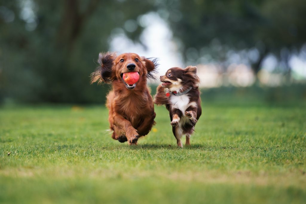 A Chihuahua runs alongside a dachshund carrying an apple in their mouth