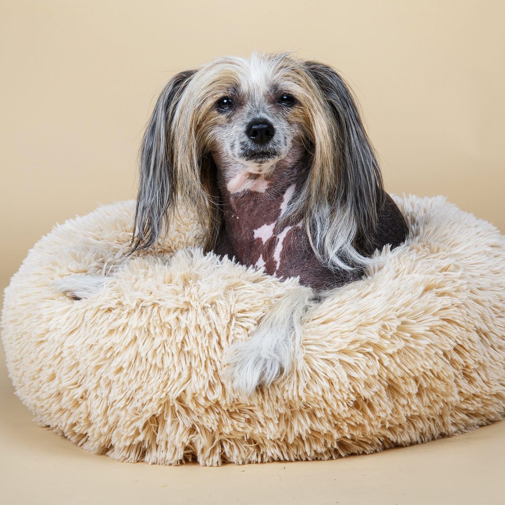 a chinese crested dog sits regally on a beige fluffy pillow