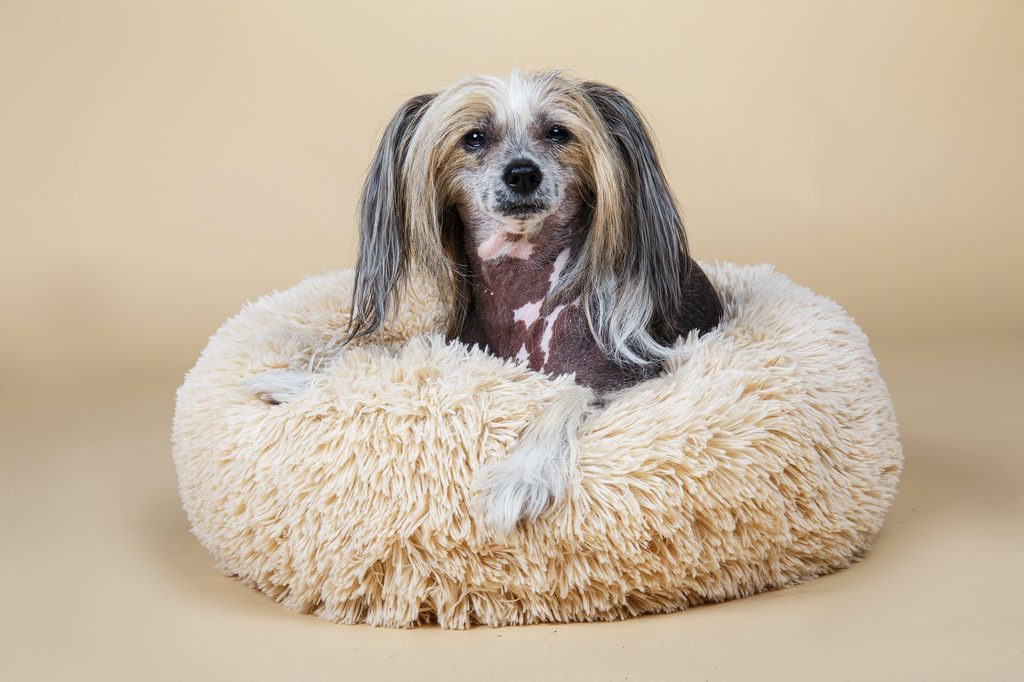 a chinese crested dog sits regally on a beige fluffy pillow