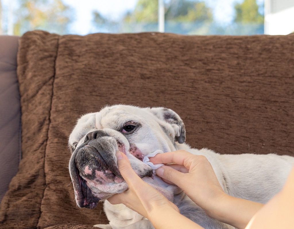 Wiping a bulldog's facial wrinkles.