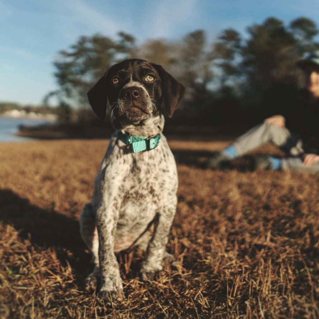GSP puppy sitting in front of a lake