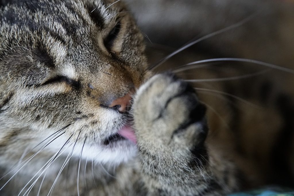 Closeup of a cat licking its paw while grooming