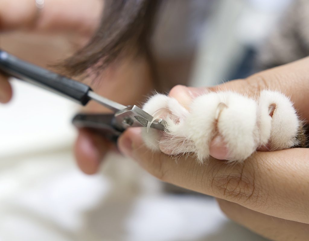 A person holding a cat's paw and trimming its nails