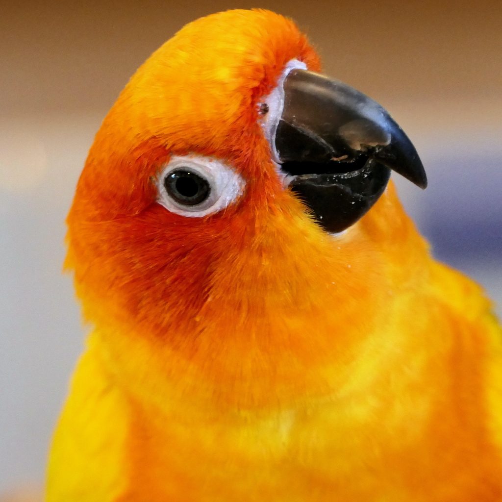 Conure glance at camera