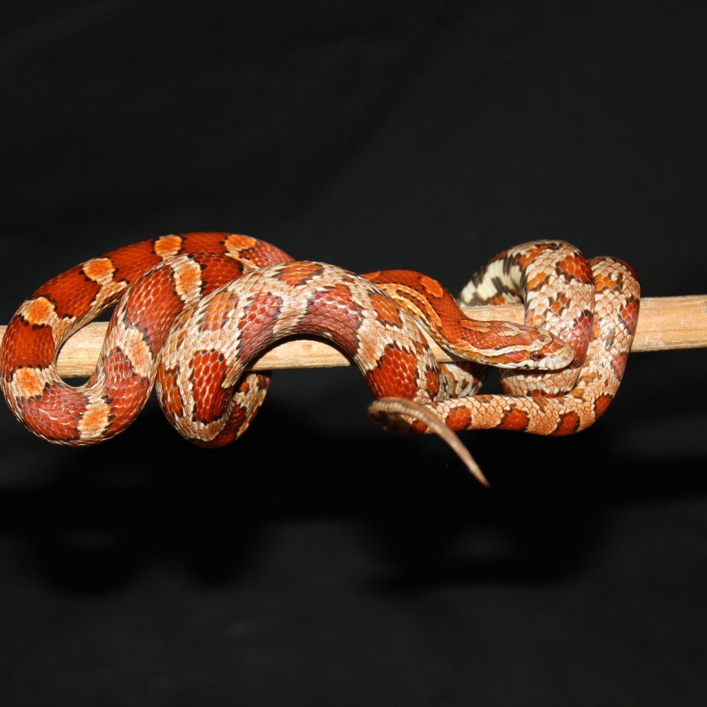 Corn snake wrapped around a branch