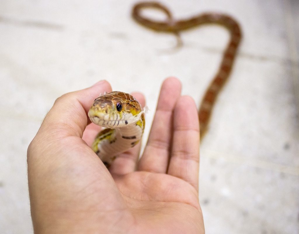 Corn snake being held between a person's fingers