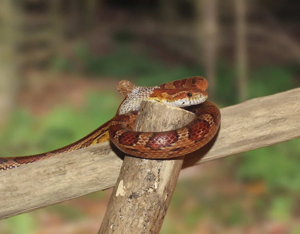 Corn snake entangled in a branch