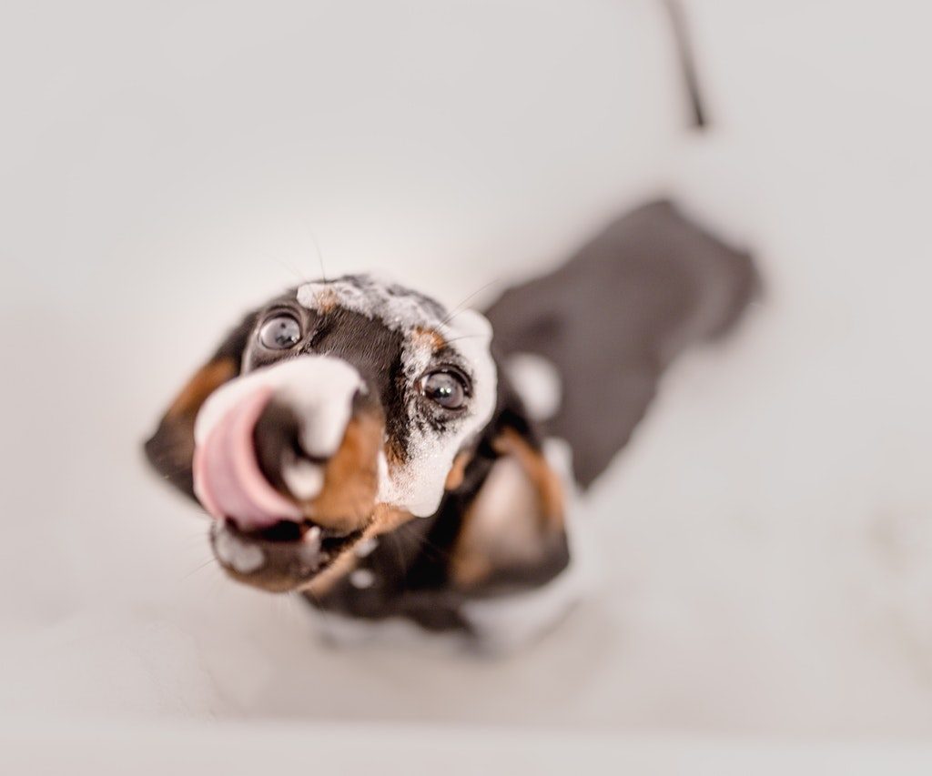 A dachshund licking his lips in the bath