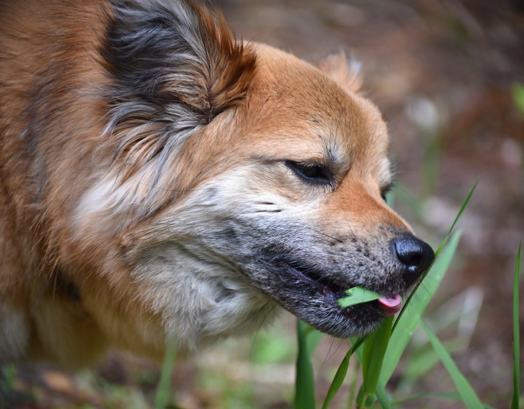 Dog eating grass.
