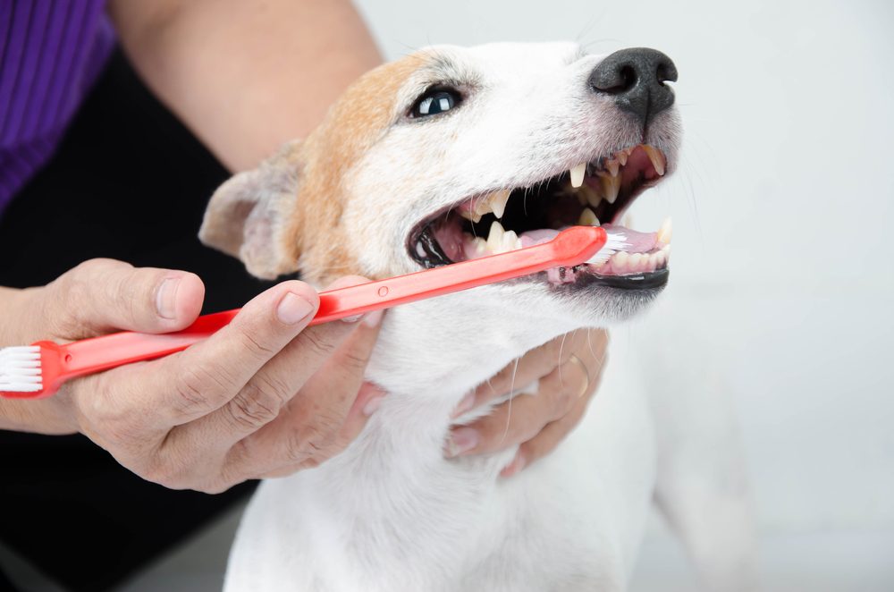 A tan and white dog having his teeth brushed with a red toothbrush.