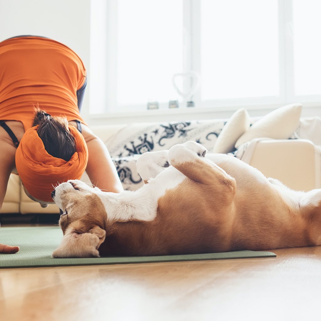 a dog lies on his back while a woman does a downward dog yoga pose next to him