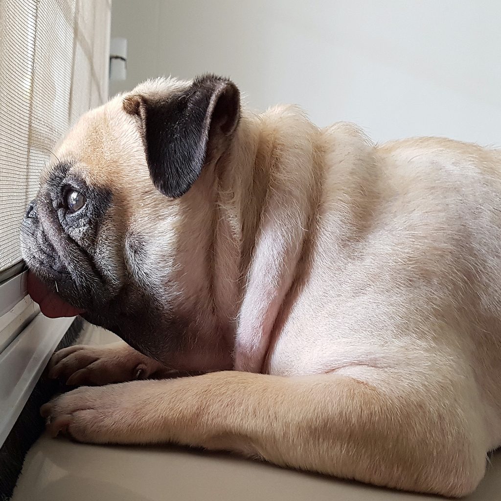 a pug lies on the ground and looks out the window intently