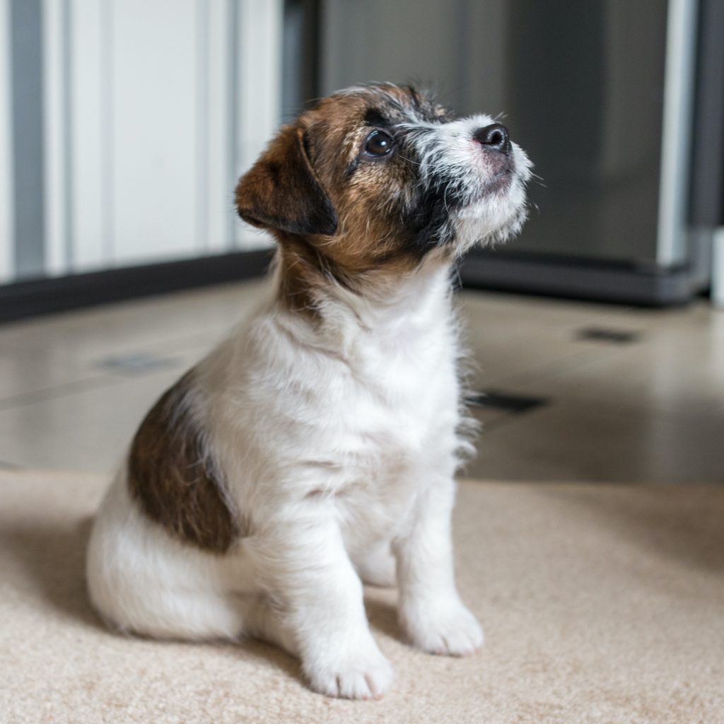 a Jack Russell Terrier puppy sits on a carpet