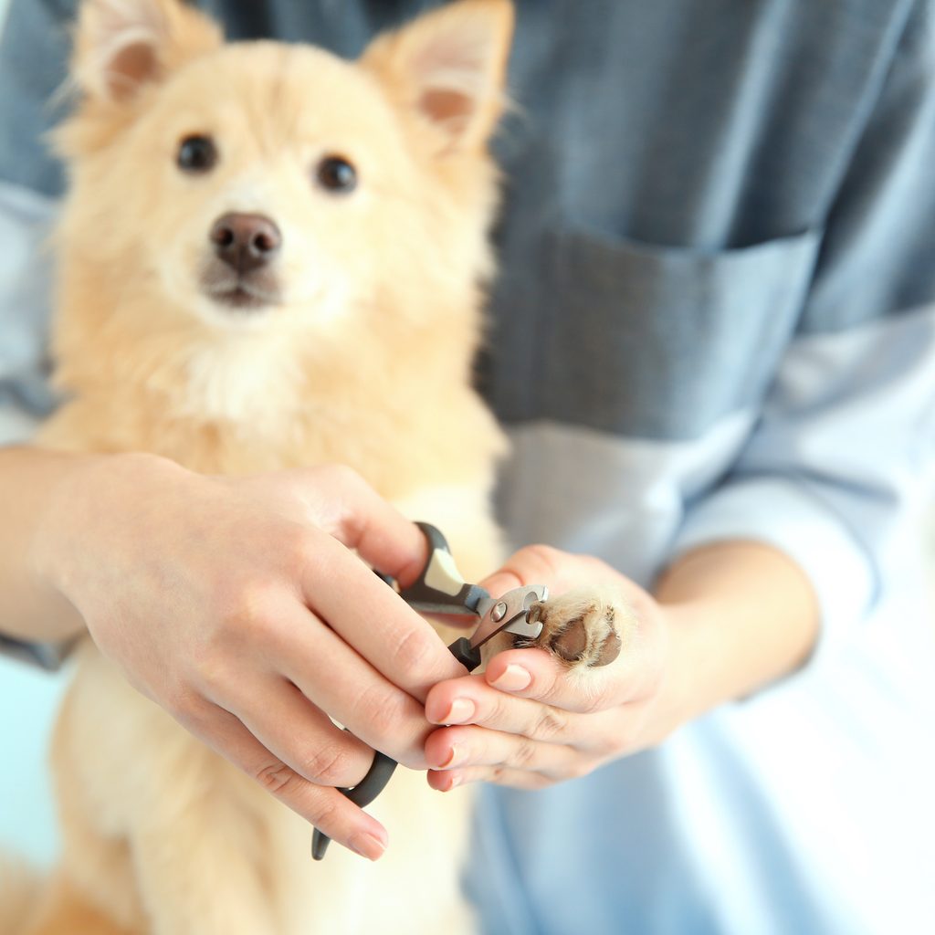 A small brown dog sits and looks at the camera while a person holds their paw and trims their nails