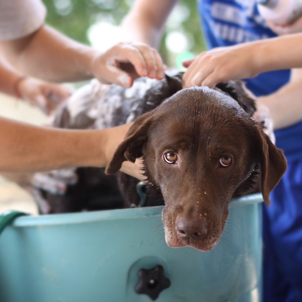 a chocolate labrador retriever stands in a tub and gets a bath