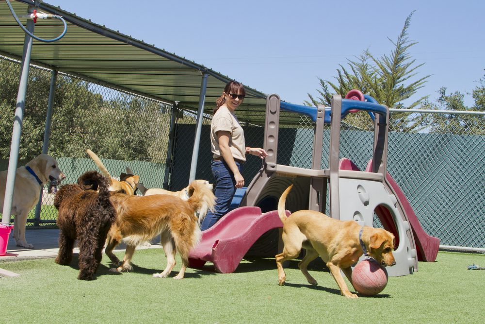 A group of dogs outside playing at daycare.