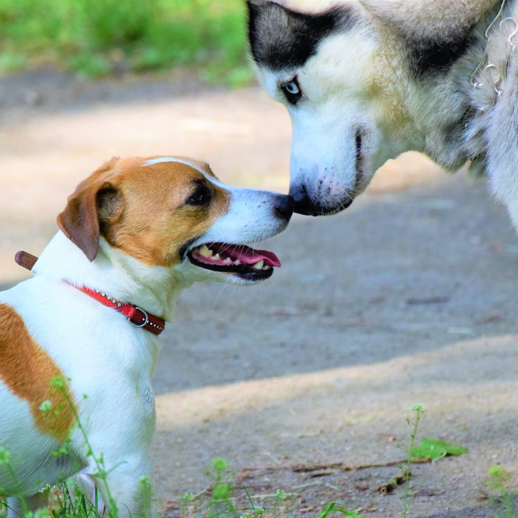 a husky and a jack russell terrier sniff each other