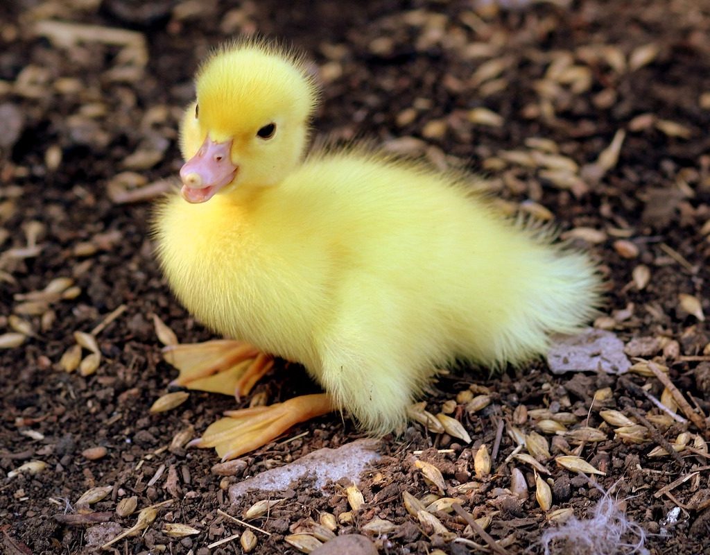 Cute duckling sits in the yard