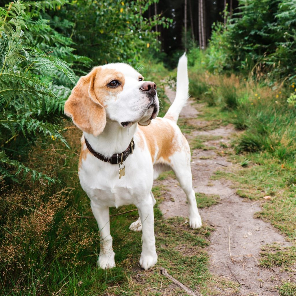 tan and white beagle on forest path