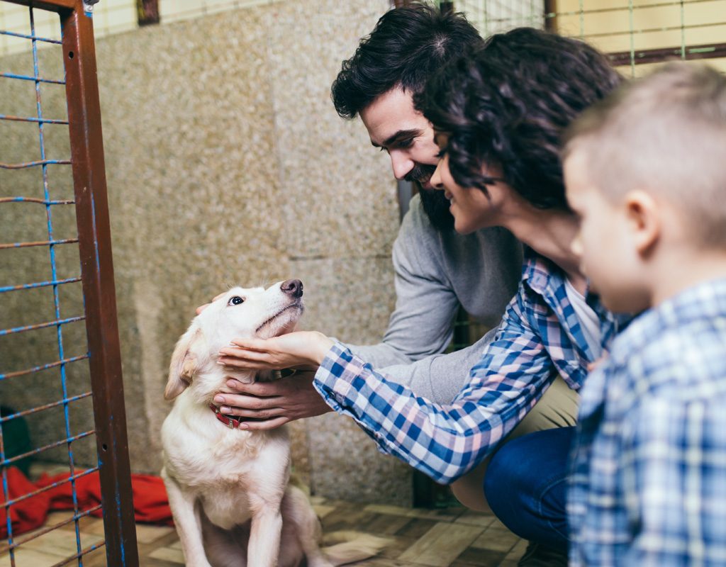 Family meeting shelter dog.