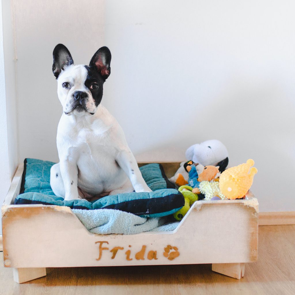 French bulldog in bed