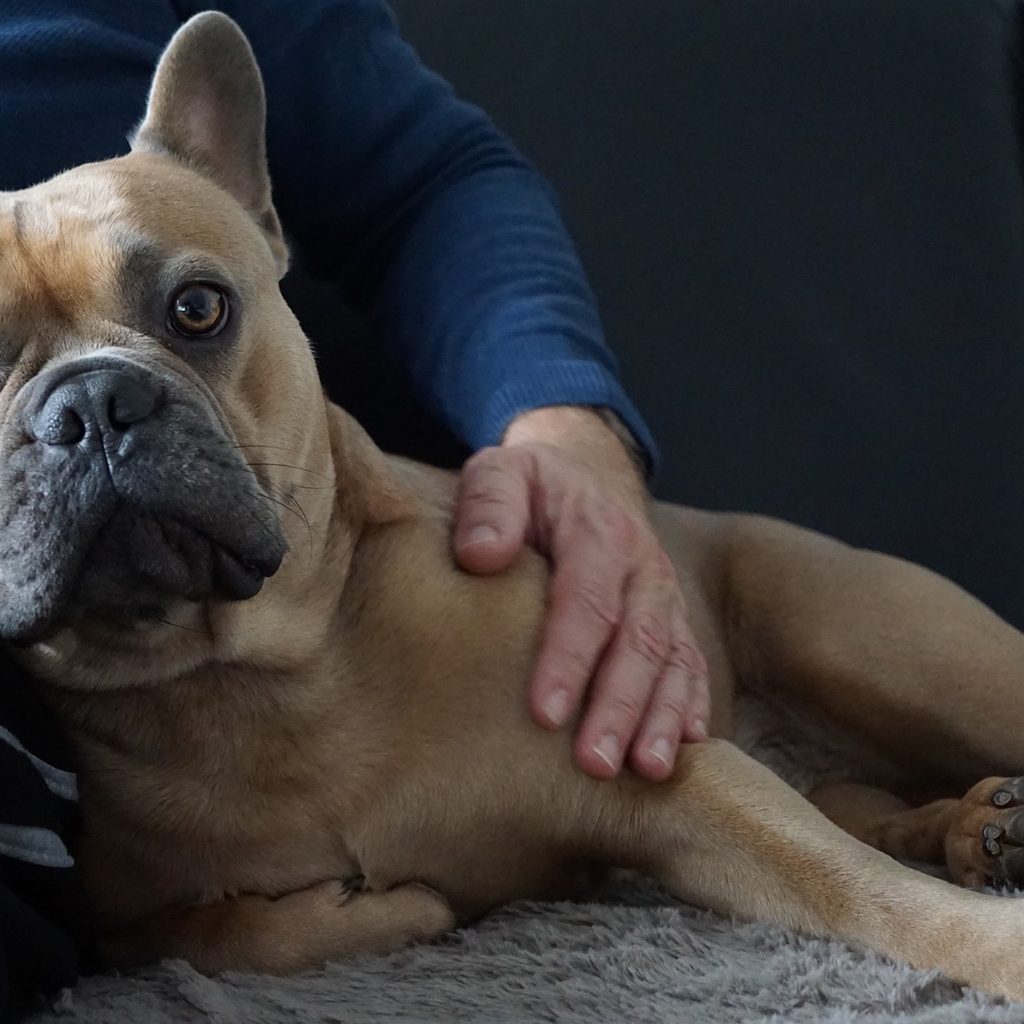 a french bulldog leans in on their owner's lap as they get pet