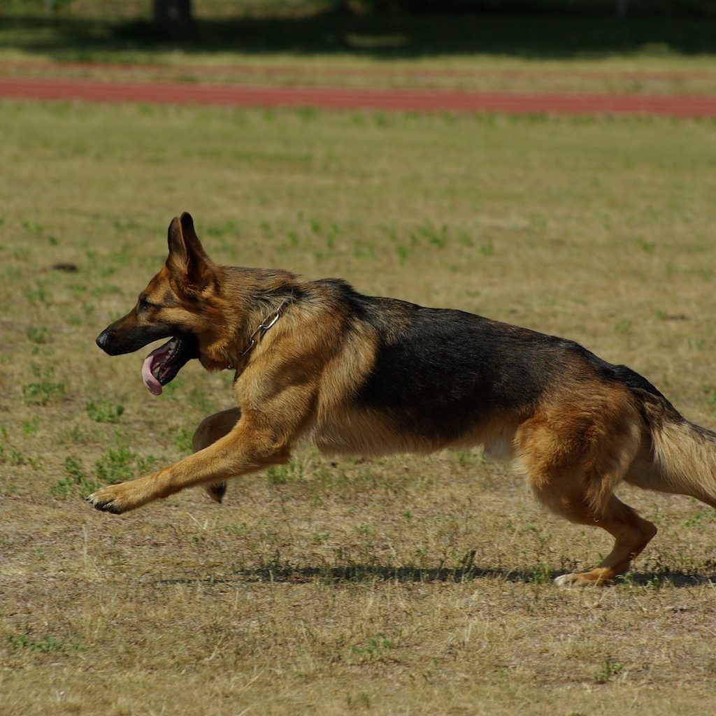 A German shepherd runs through grass