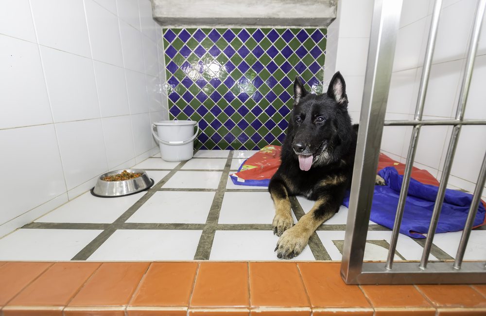 A German Shepherd lying down in a kennel.