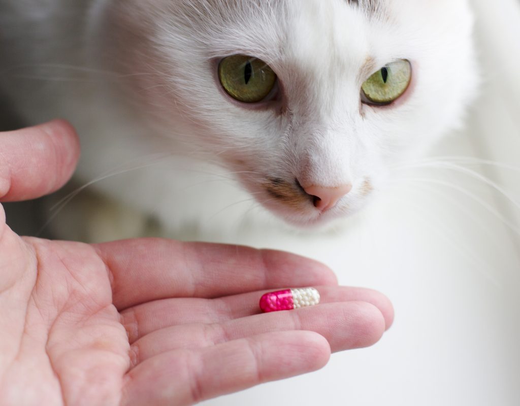 A person holding a pill out in front of a white cat