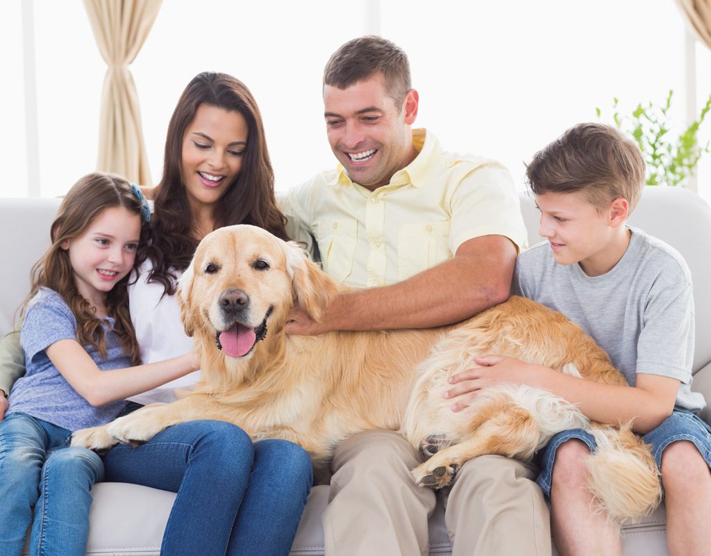 Golden retriever hanging out with his family.