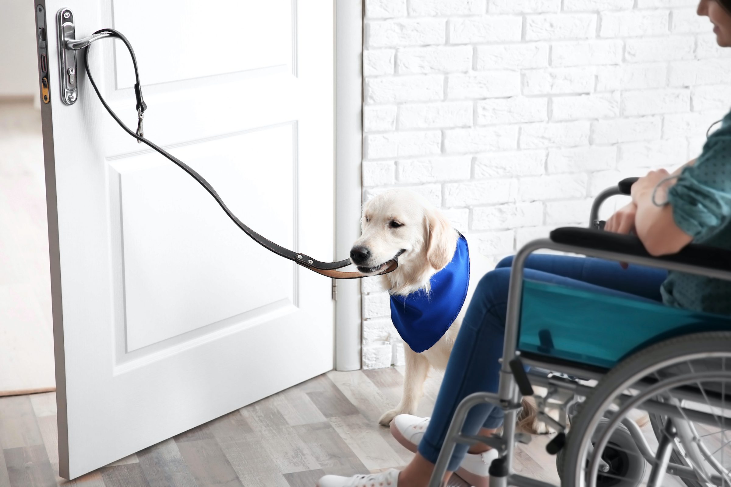 a golden retriever opens a door with a leash for a person in a wheelchair