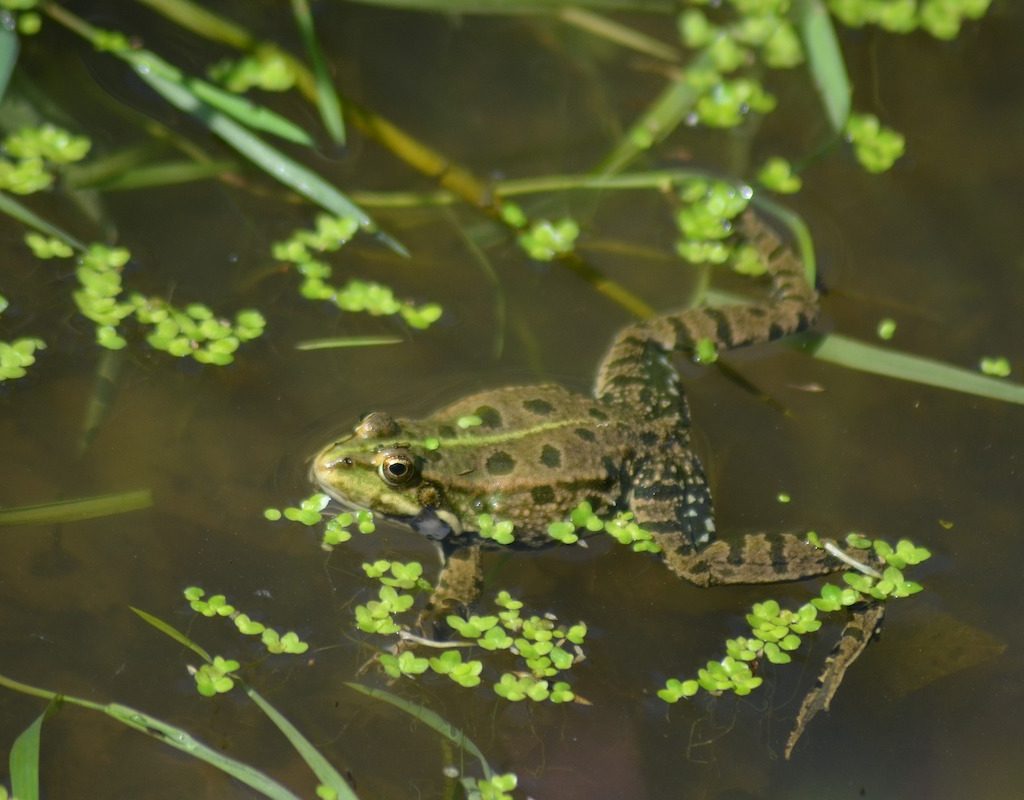 Green frog swims in pond