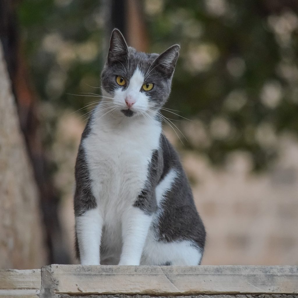 Grey and white cat sitting outdoors