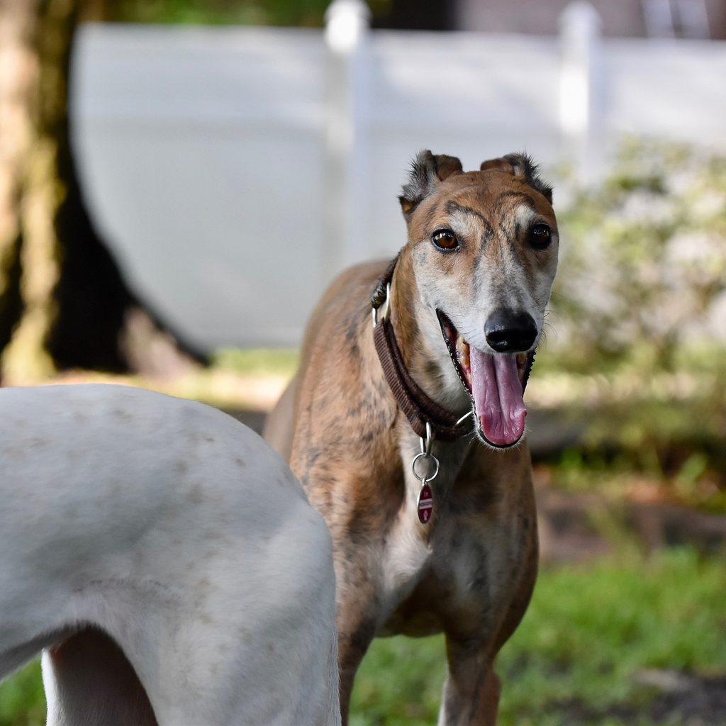 Two greyhounds outside in a fenced-in yard