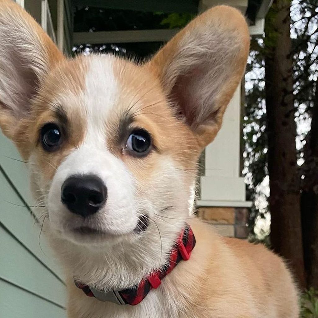 a pembroke welsh corgi puppy looks at the camera