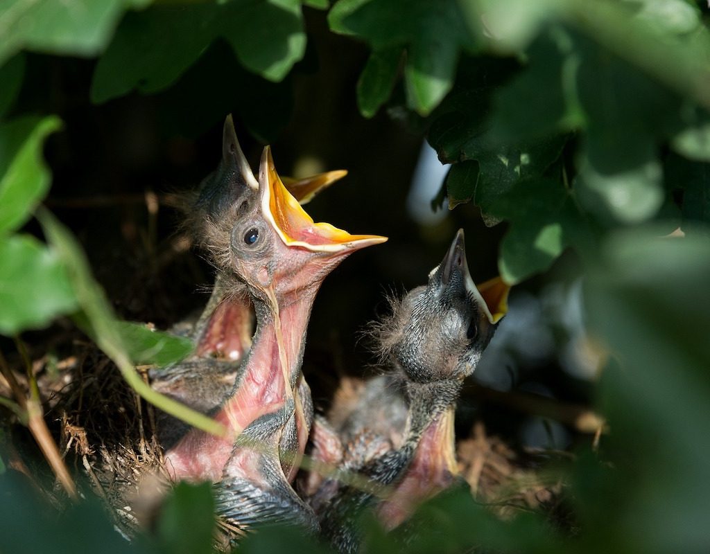 Hatchlings in a nest begs for food