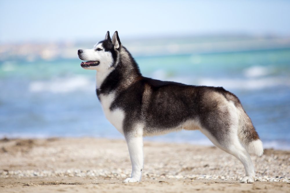A Siberian Husky standing in sand at the beach.
