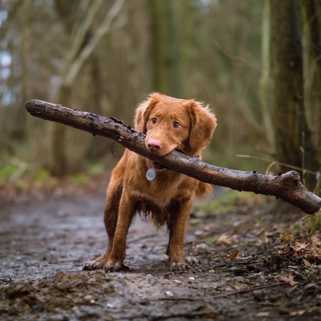 small dog big stick
