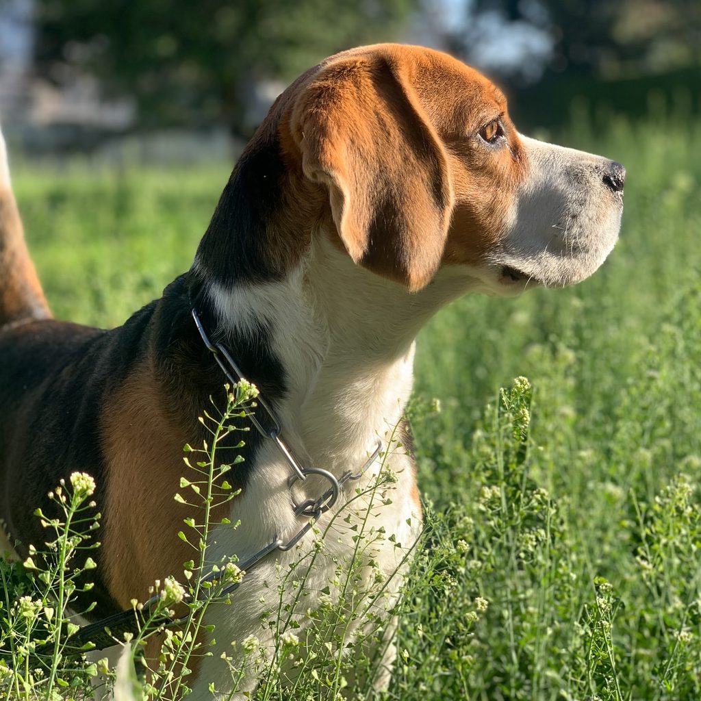 beagle in tall green grass