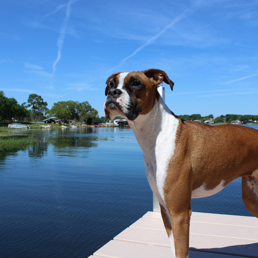 boxer on pier beside blue water